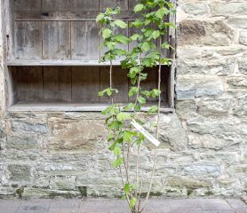 Corylus avellana