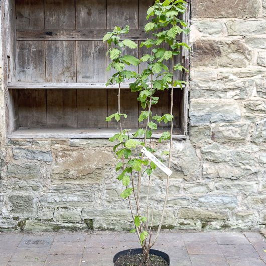 Corylus avellana