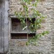 Betula utilis jaquemontii