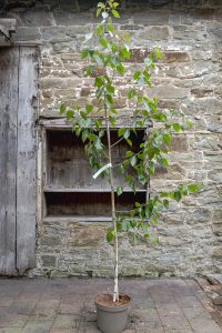 Betula utilis jaquemontii