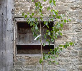 Betula utilis jaquemontii