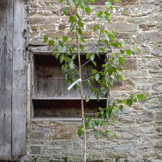 Betula utilis jaquemontii