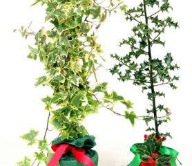 Holly and Ivy Gift Set