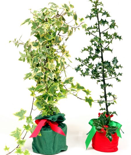 Holly and Ivy Gift Set