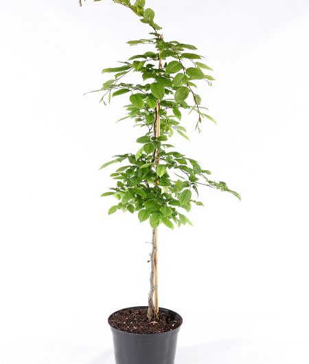 Hornbeam Tree