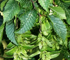 Hornbeam Leaves