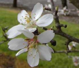 Ingrid Almond Blossom