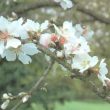 Ingrid Almond Blossom Tree