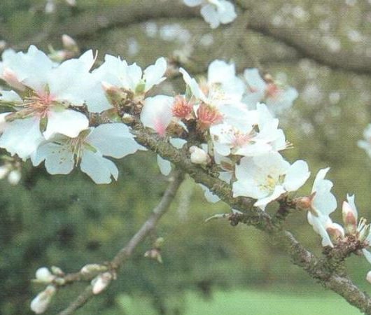 Ingrid Almond Blossom Tree
