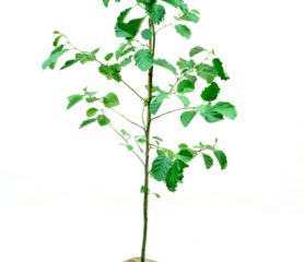 Italian Alder as Gift
