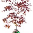 Japanese Maple Tree