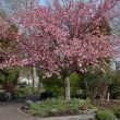 Kanzan Flowering Cherry Tree