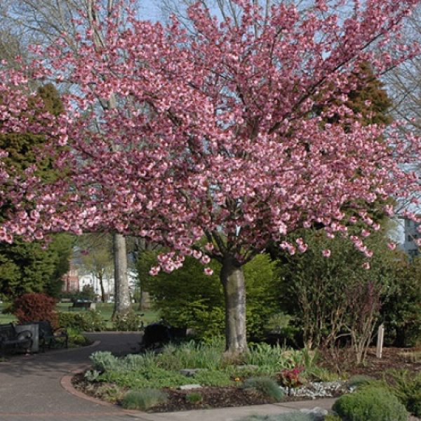 Kanzan Flowering Cherry Trees For Sale | Trees Direct