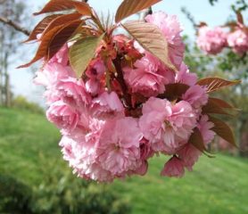 Kanzan Cherry Blossom