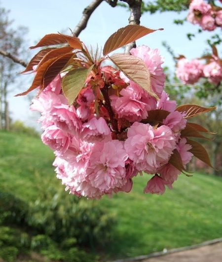 Kanzan Cherry Blossom