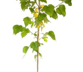 Kings James 1st Mulberry Tree