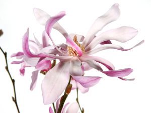 Leonard-Messel-Magnolia Flower