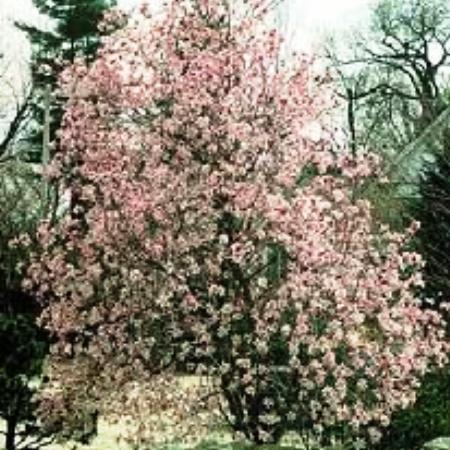 Leonard-Messel-Magnolia Tree