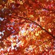 Liquidambar Tree Leaves