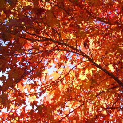 Liquidambar Trees For Sale | Trees Direct