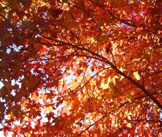 Liquidambar Tree Leaves