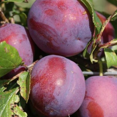 Marjories Seedling Plum Trees for Sale Online - View Now