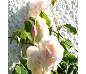 Alfred Carriere Rose