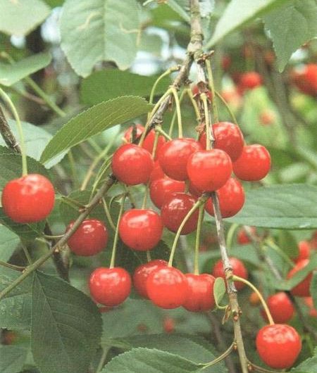 Morello Cherry Fruit