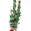 multistem bay tree