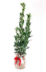multistem bay tree