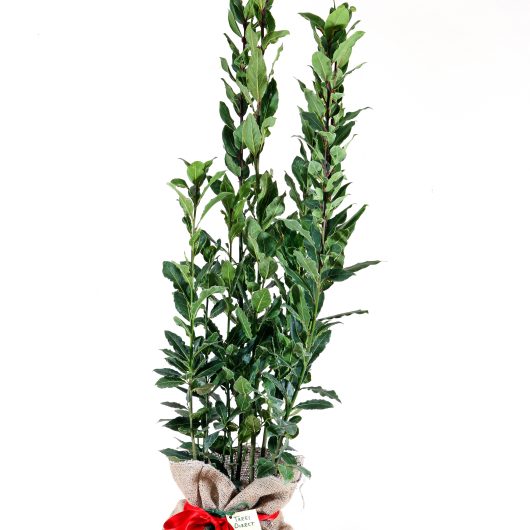 multistem bay tree