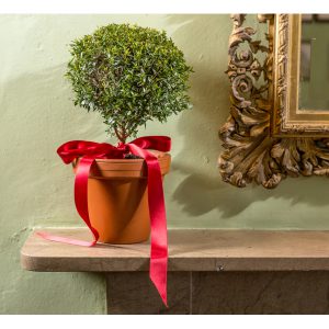 Myrtle Ornamental Gift with Ribbon