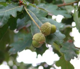 Oak Acorns