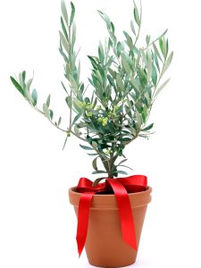 Olive Tree in Terracotta Pot