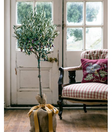 Ornamental Olive Tree Gift