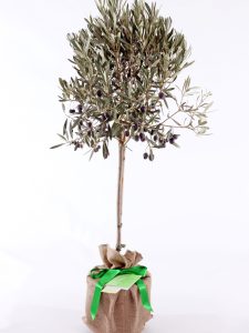 Standard Olive Tree