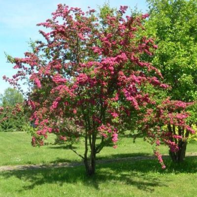 Hawthorn ‘Paul’s Scarlet’ Trees For Sale | Trees Direct