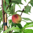 Peach Peregrine - Trees Direct