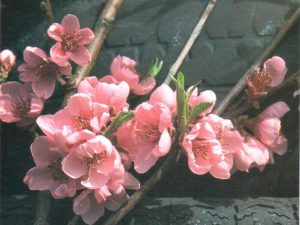 Peregrine Peach Blossom