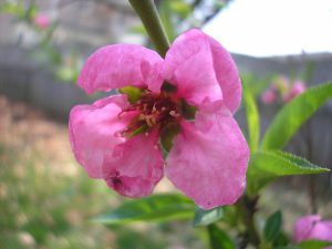 Peregrine Peach Flower