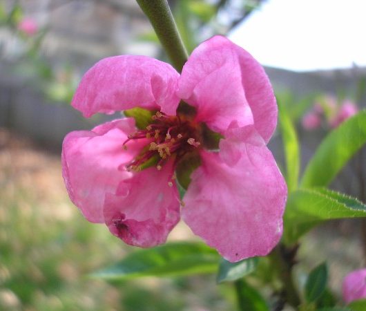 Peregrine Peach Flower