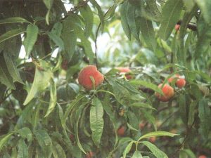 Peregrine Peach Fruit