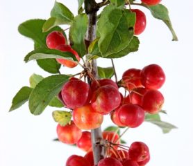 Crab Apple sentinel