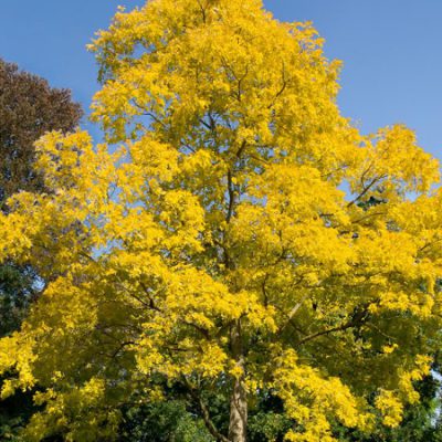 Bare Root Ornamental Trees
