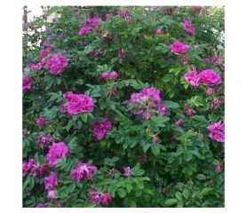 Roseraie-de-lHay-Rose Flower