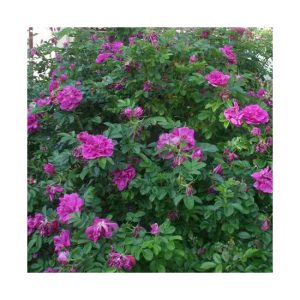 Roseraie-de-lHay-Rose Flower
