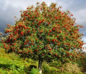 Rowan Tree Large