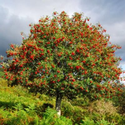 Bare Root Native Trees