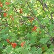 Native Rowan Tree