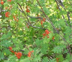 Native Rowan Tree